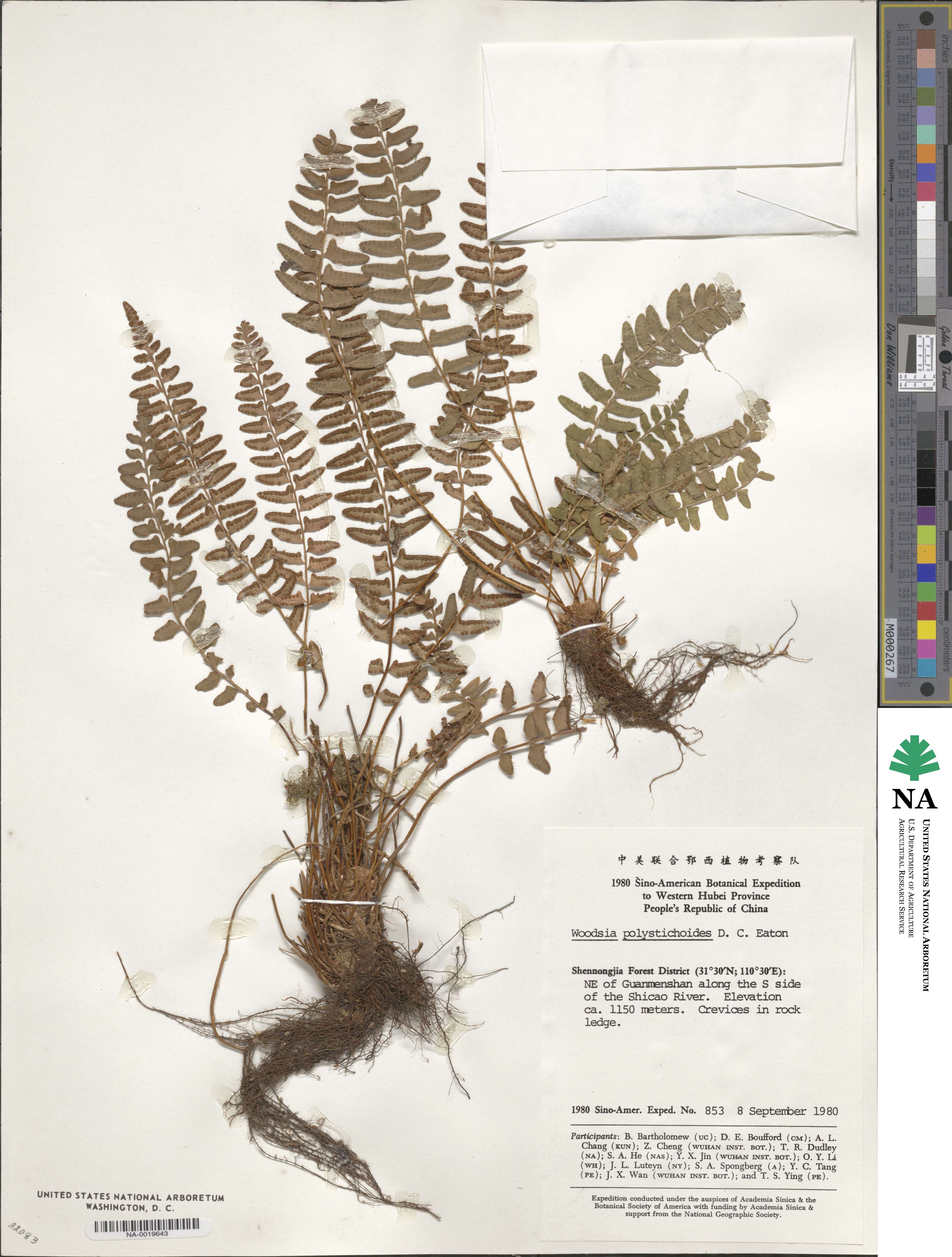 Woodsia polystichoides image