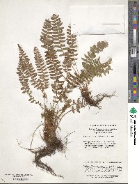 Image of Woodsia polystichoides