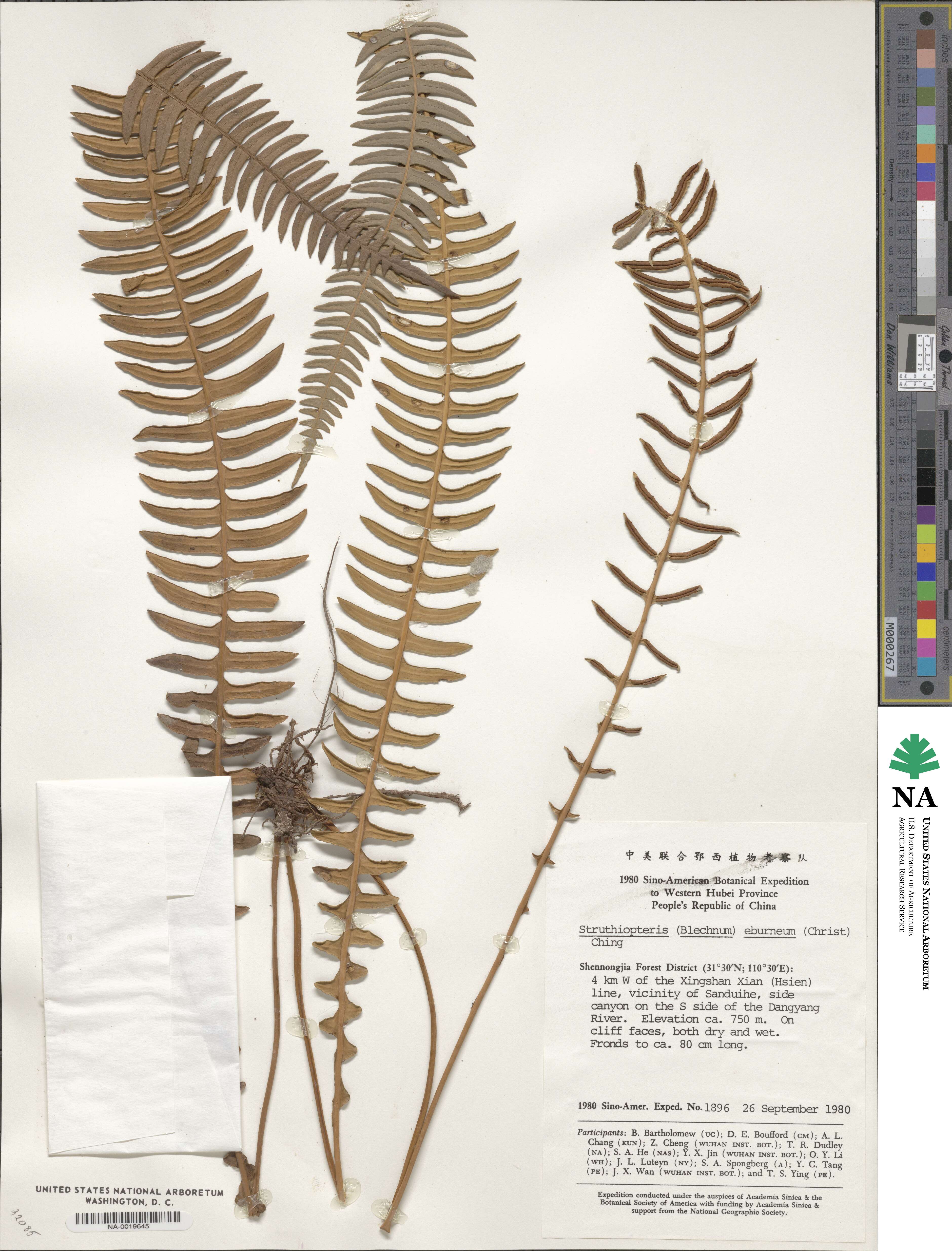 Cleistoblechnum eburneum image