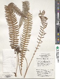 Image of Cleistoblechnum eburneum