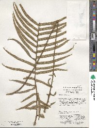 Pteris vittata image