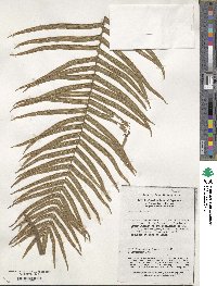 Pteris vittata image