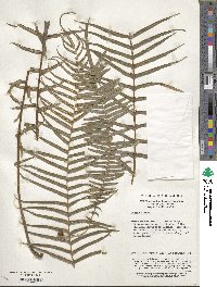 Pteris vittata image