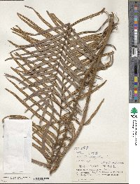 Pteris vittata image