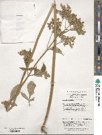 Patrinia monandra image