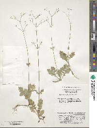 Image of Triplostegia glandulifera