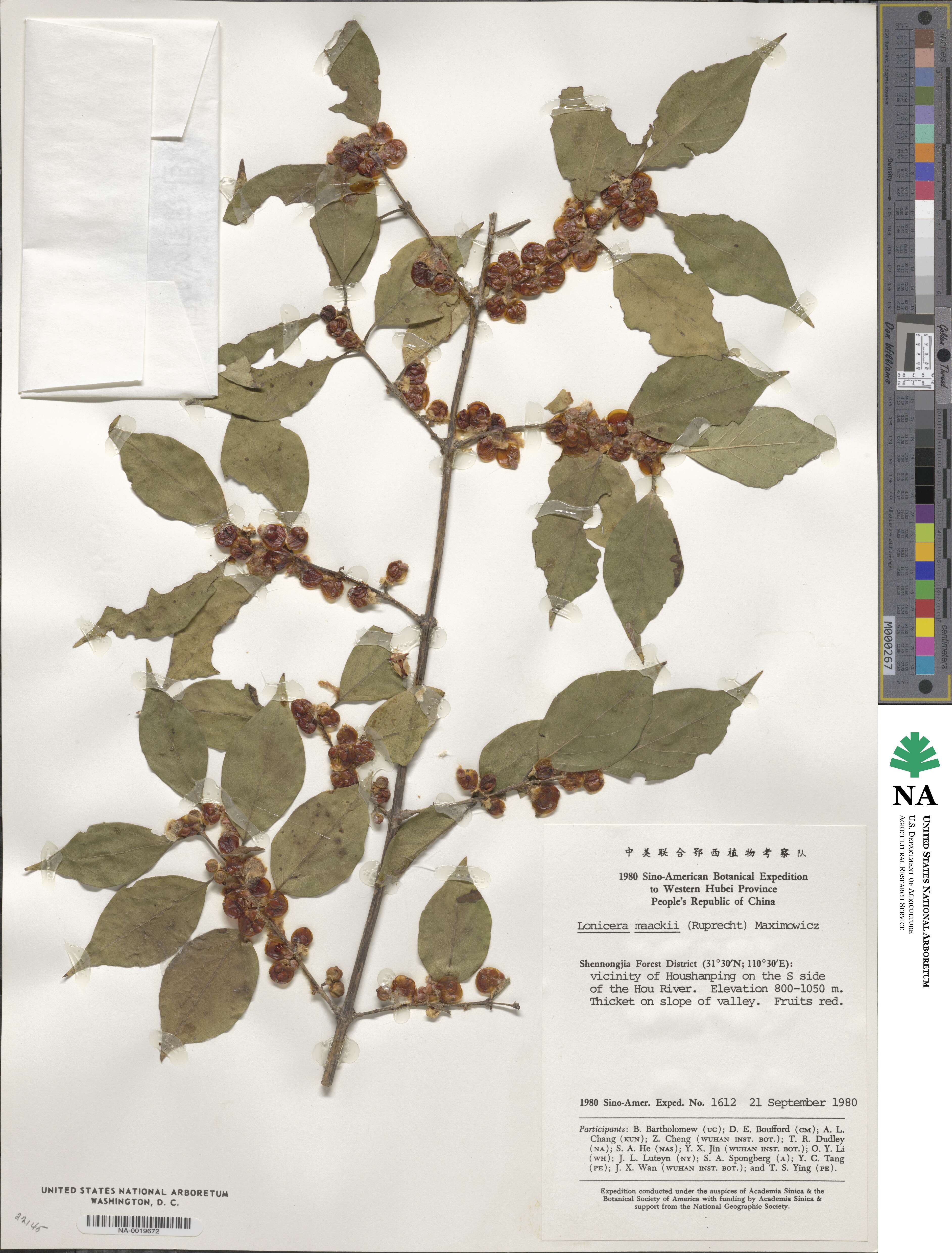 Lonicera maackii image