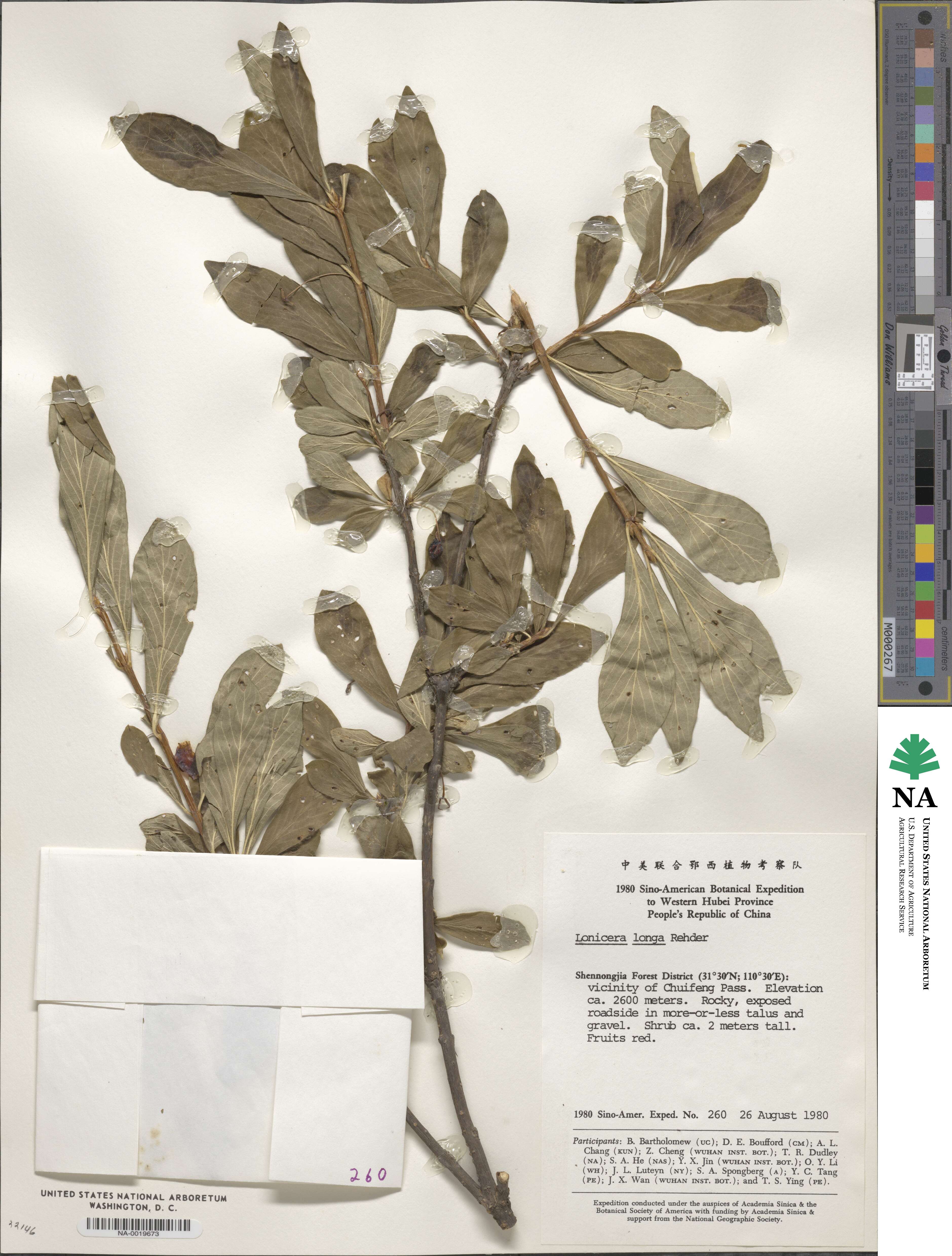 Lonicera tangutica image