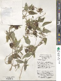 Codonopsis pilosula subsp. tangshen image