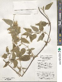 Codonopsis pilosula subsp. tangshen image