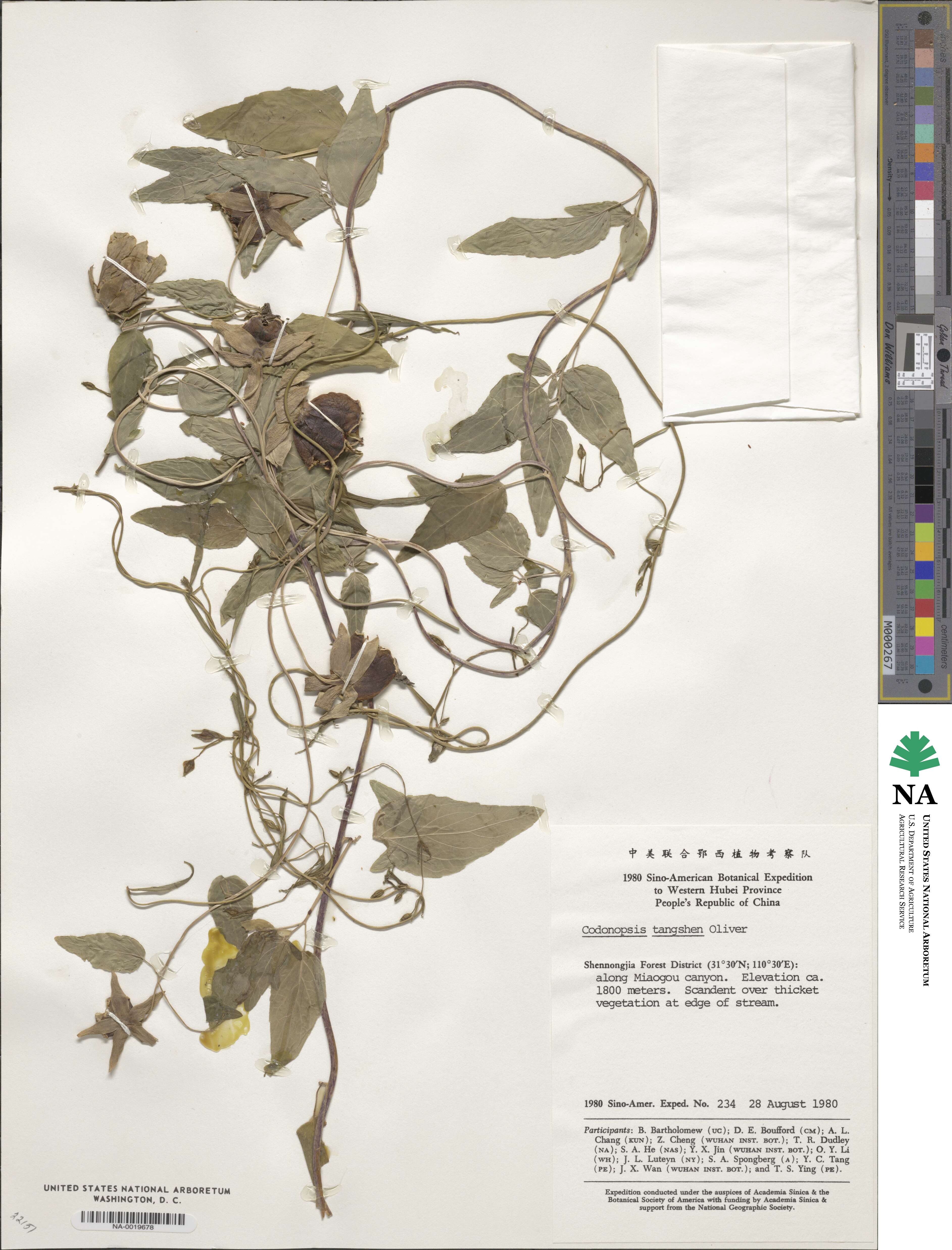 Codonopsis pilosula subsp. tangshen image