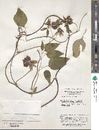 Codonopsis pilosula subsp. tangshen image