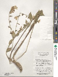 Adenophora stricta subsp. stricta image