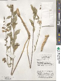 Adenophora stricta subsp. stricta image