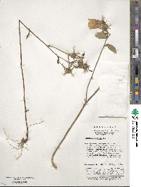 Campanula punctata image