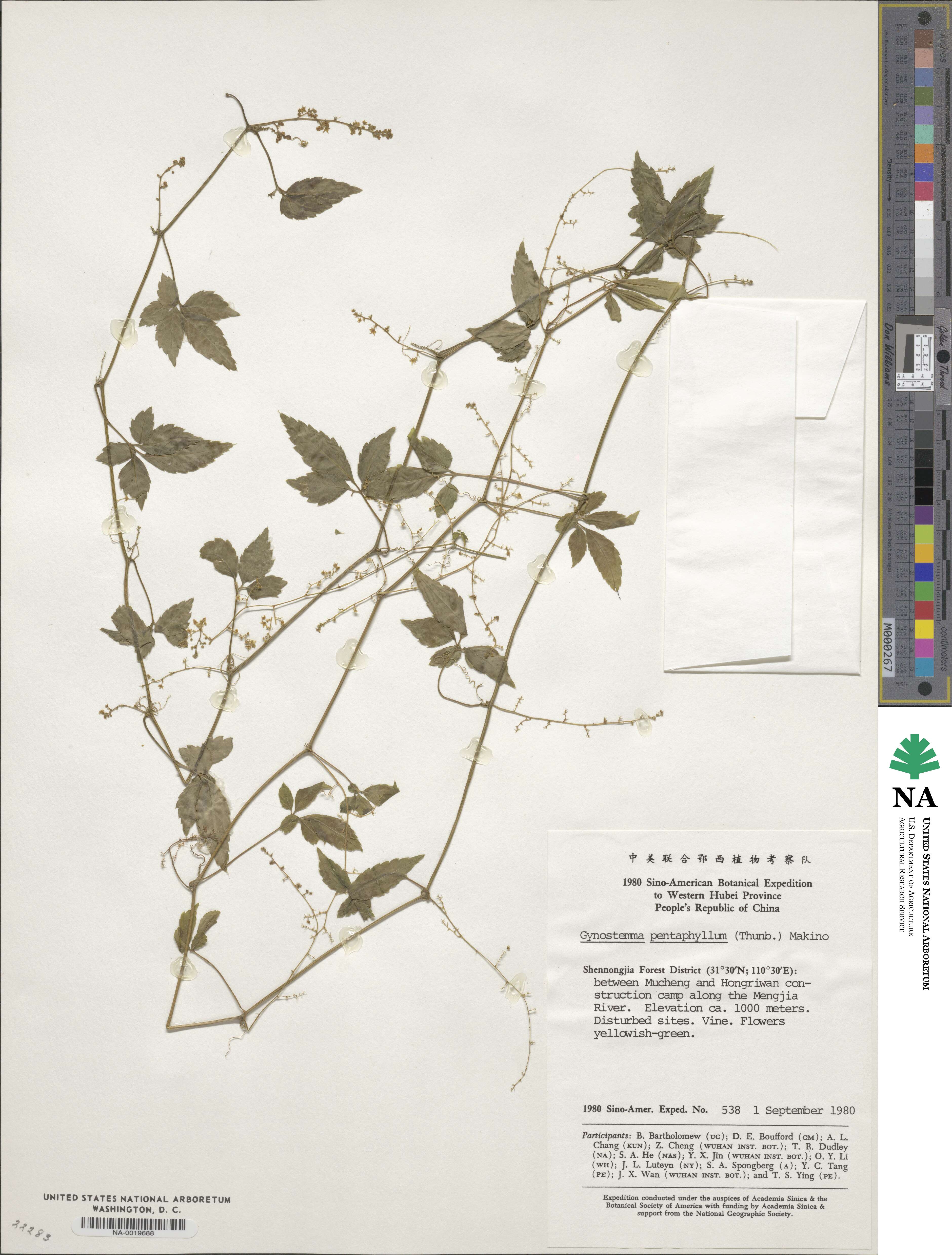 Gynostemma pentaphyllum image
