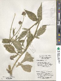 Dipsacus japonicus image