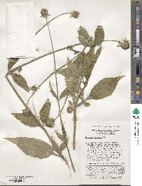 Dipsacus japonicus image