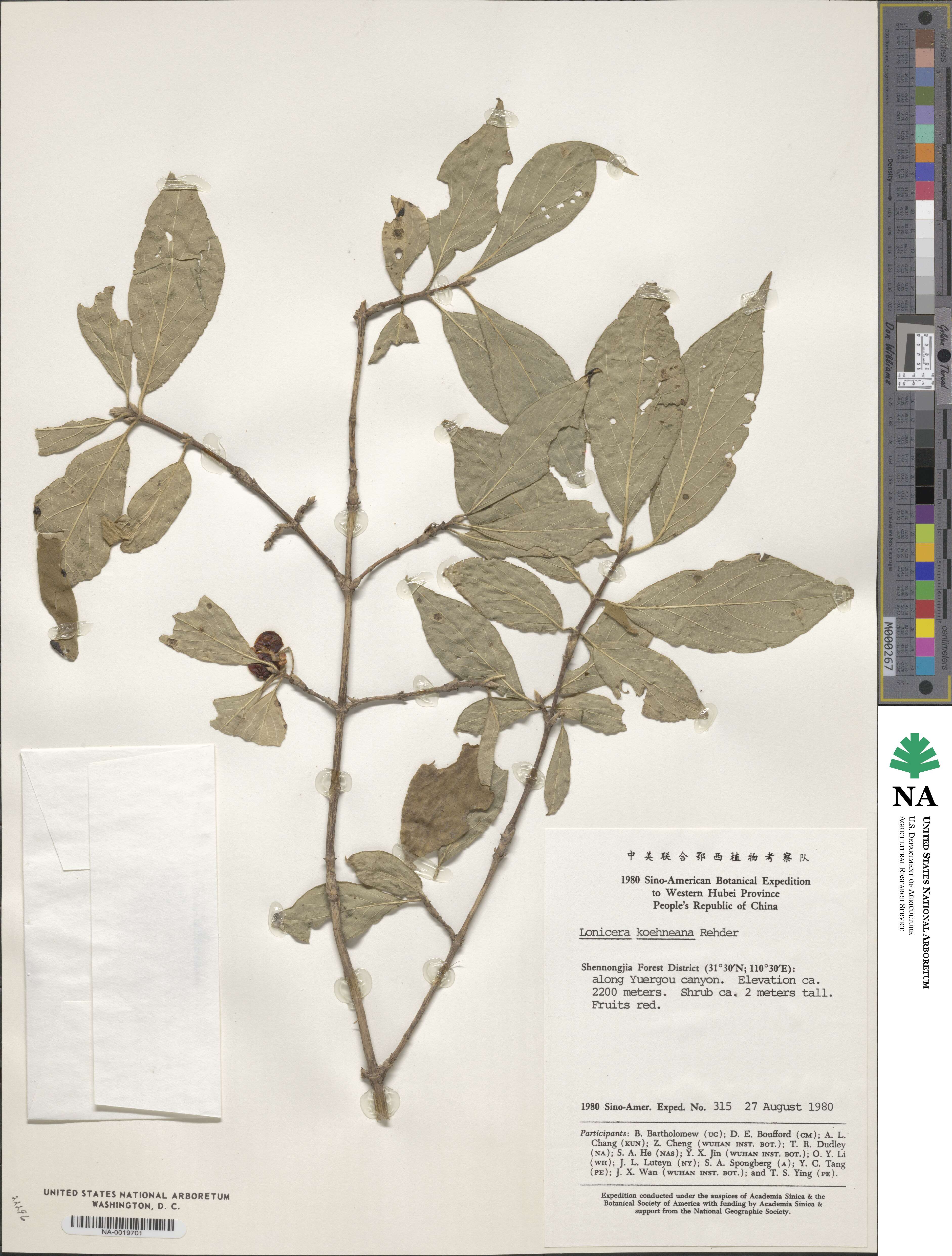 Lonicera chrysantha image