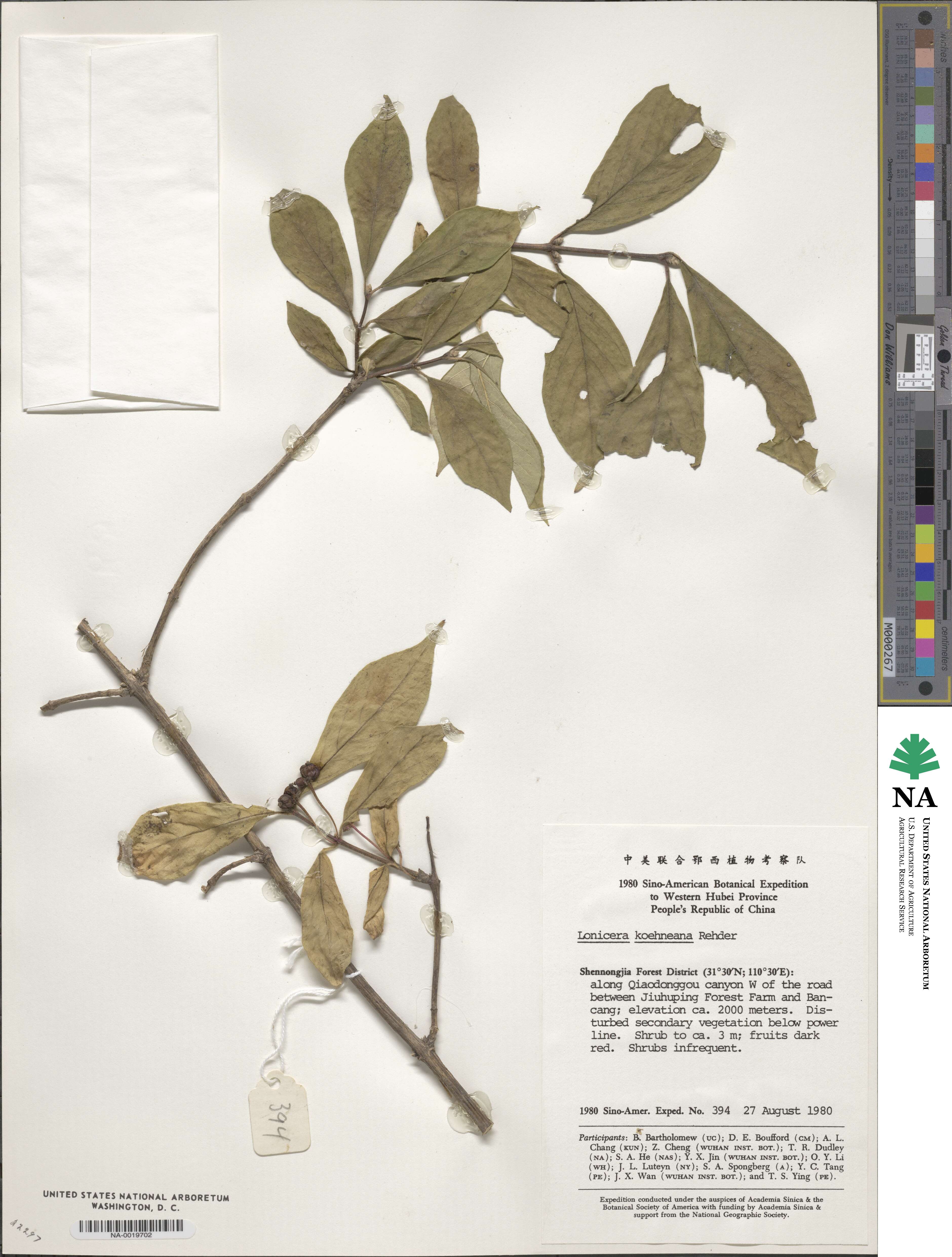 Lonicera chrysantha image