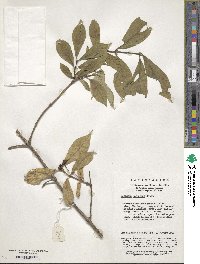 Lonicera chrysantha image