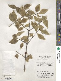 Lonicera chrysantha var. koehneana image