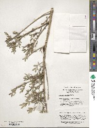 Lonicera pileata image