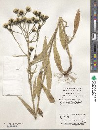 Picris japonica image