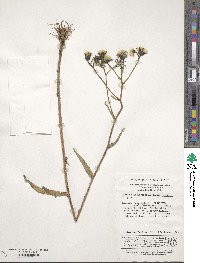 Picris japonica image