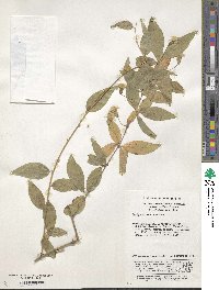 Pertya sinensis image