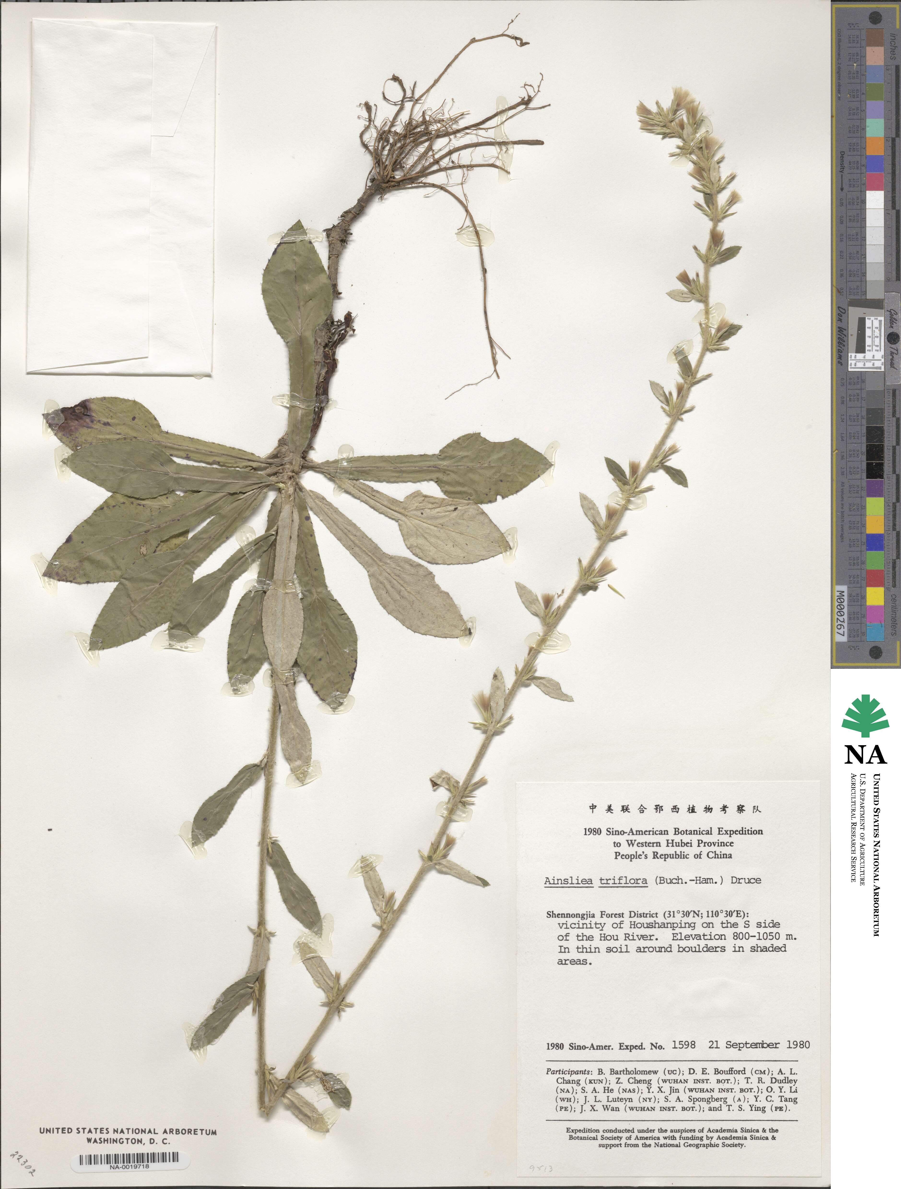 Ainsliaea latifolia image