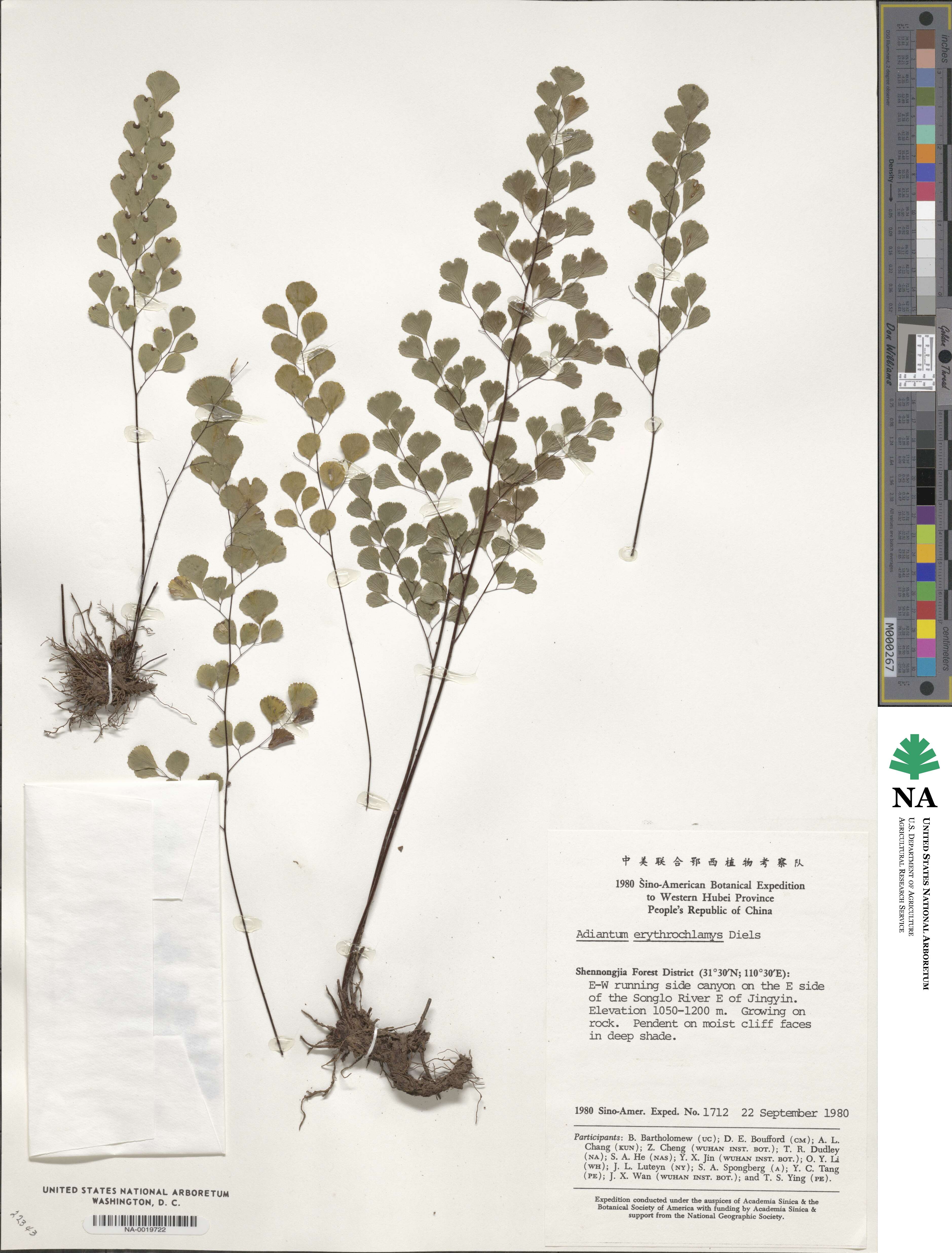 Adiantum erythrochlamys image