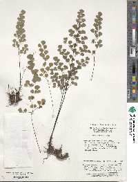 Adiantum erythrochlamys image