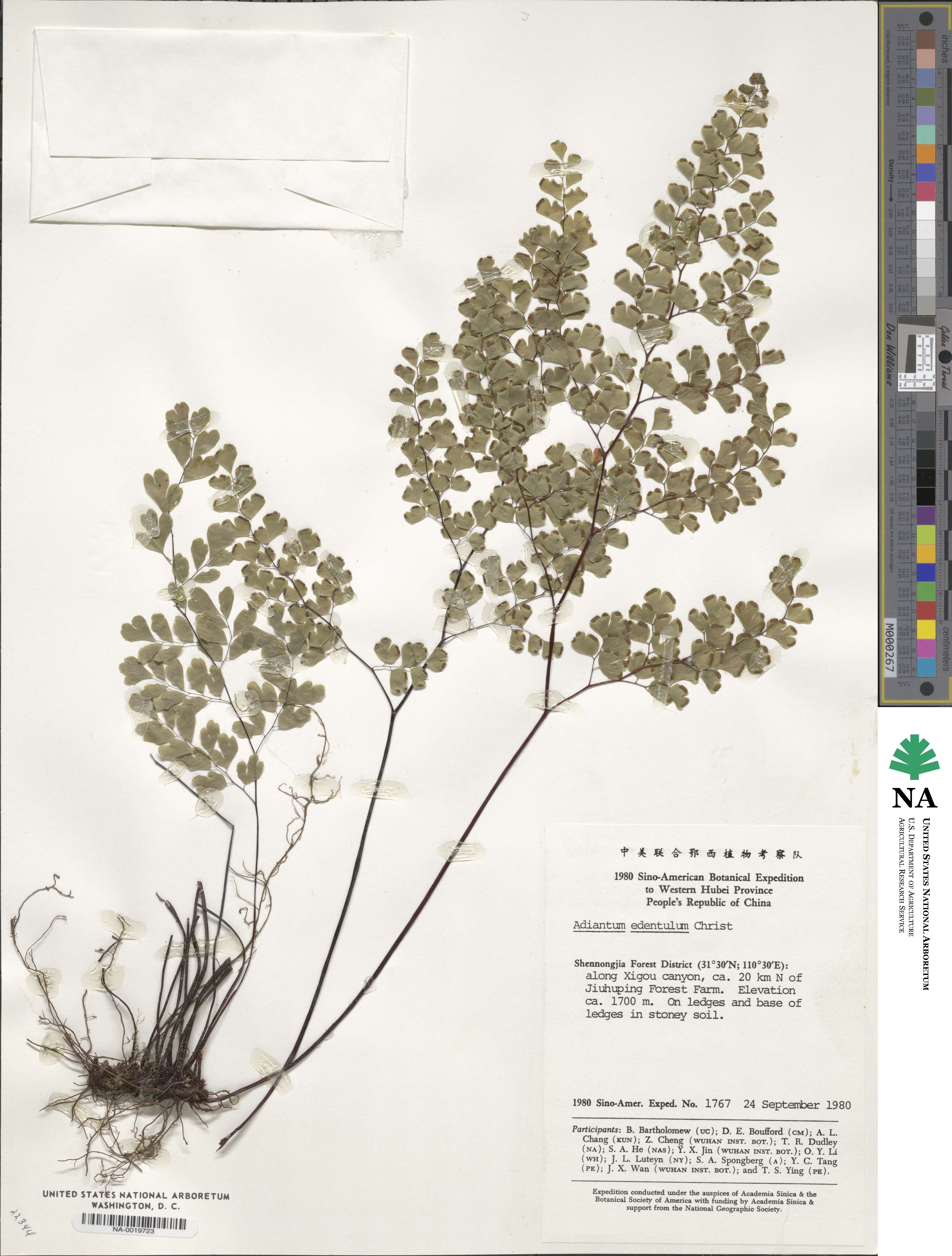 Adiantum wattii image