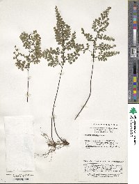 Adiantum davidii image