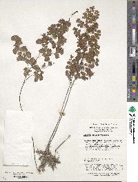 Adiantum capillus-veneris image