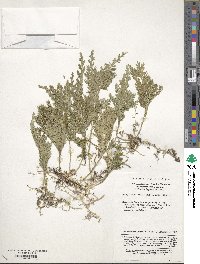 Selaginella tamariscina image