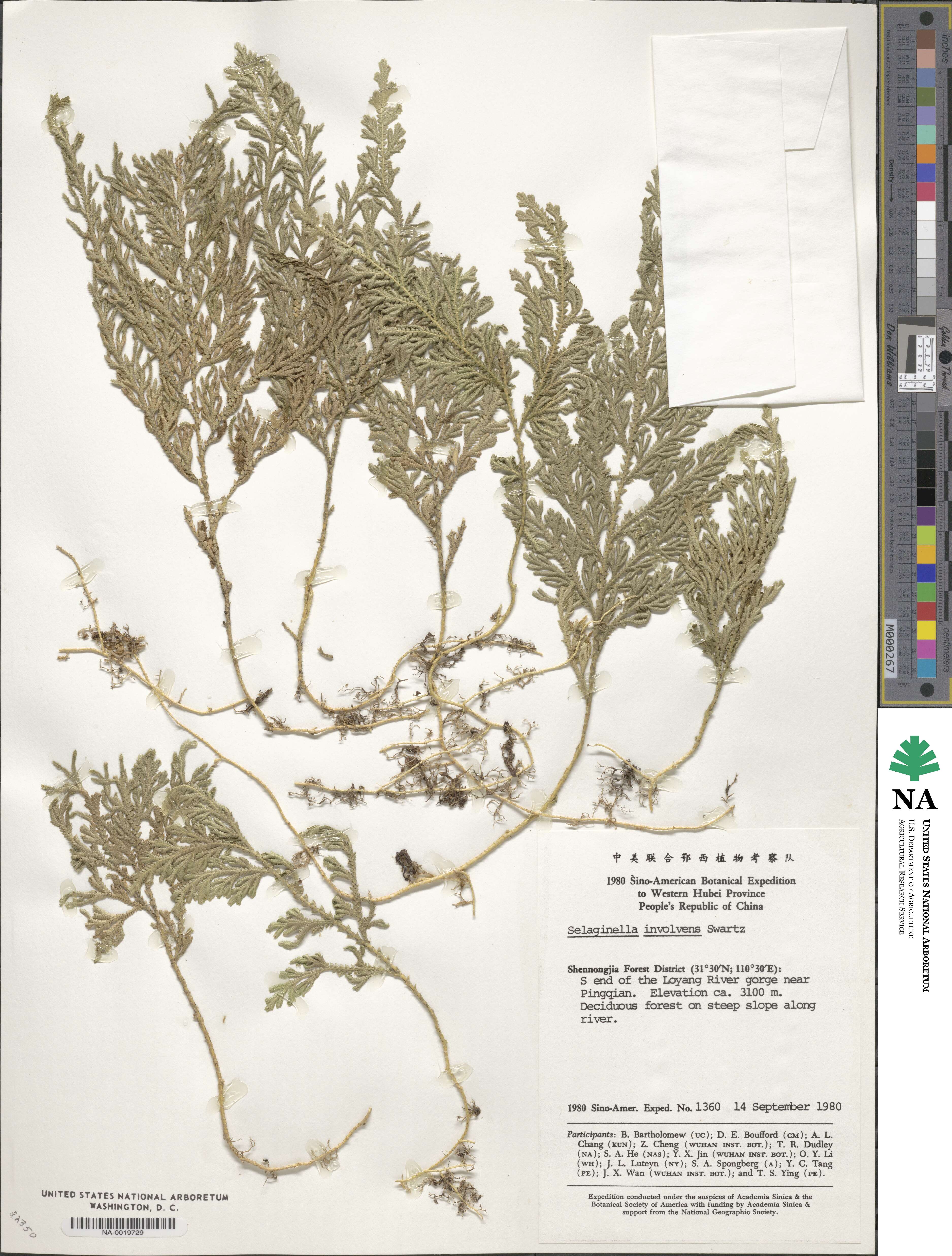 Selaginella tamariscina image