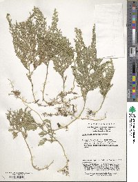 Selaginella tamariscina image