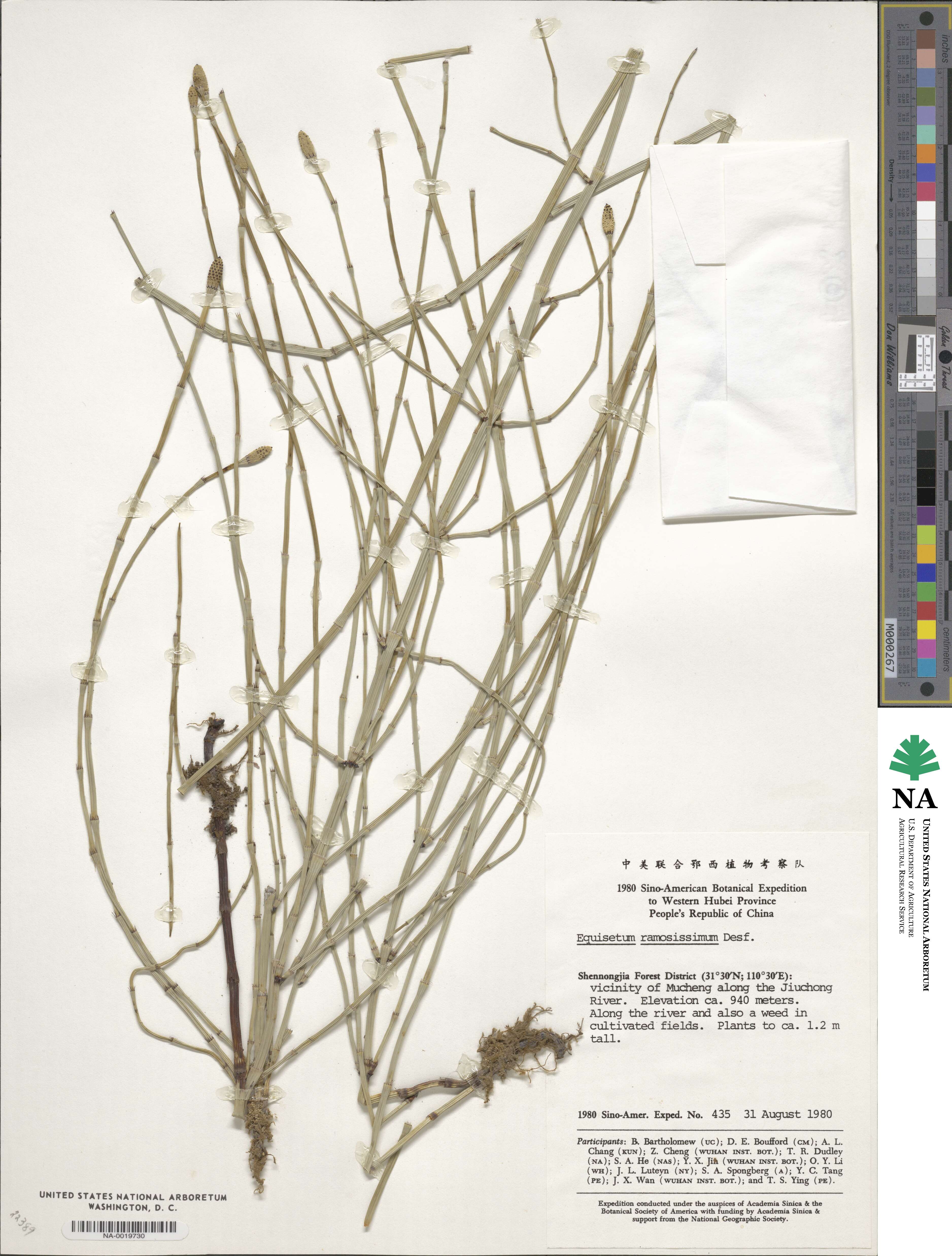 Equisetum ramosissimum subsp. ramosissimum image