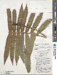 Pentarhizidium orientale image