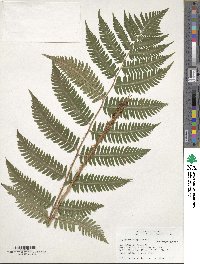 Dryopteris goldieana image