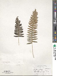 Polypodium virginianum image