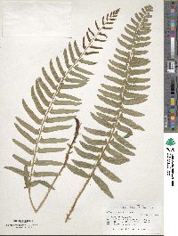 Polystichum acrostichoides image