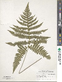 Phegopteris hexagonoptera image