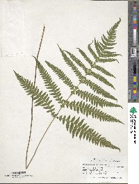 Phegopteris hexagonoptera image