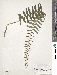 Polystichum acrostichoides image