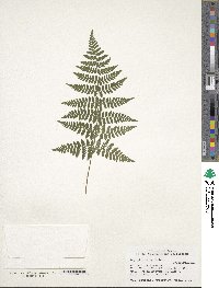 Dryopteris carthusiana image