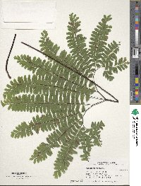 Adiantum pedatum image