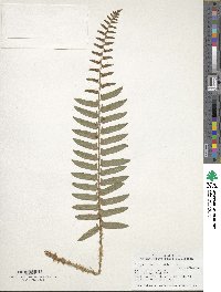 Polystichum acrostichoides image